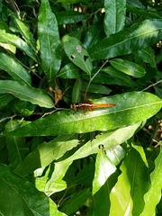 Rhodothemis rufa