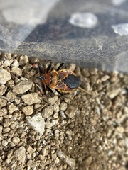 Apiomerus flaviventris