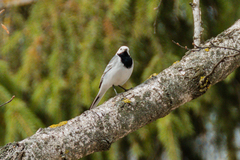 Motacilla alba