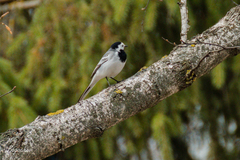 Motacilla alba