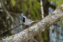 Motacilla alba