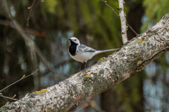 Motacilla alba