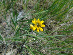 Securigera securidaca