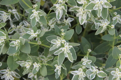 Euphorbia marginata