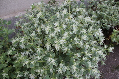 Euphorbia marginata