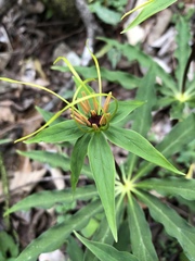 Paris polyphylla stenophylla