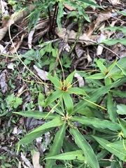 Paris polyphylla stenophylla