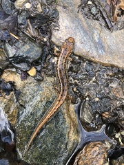 Desmognathus planiceps