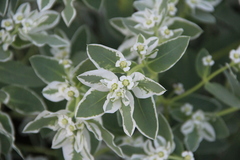 Euphorbia marginata