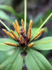 Paris polyphylla stenophylla
