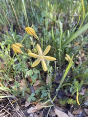 Triteleia