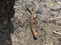 Desmognathus planiceps