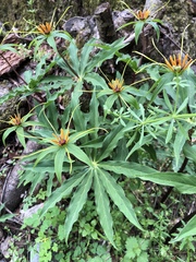 Paris polyphylla stenophylla