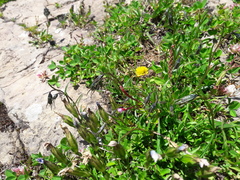 Epilobium alsinifolium