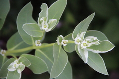Euphorbia marginata