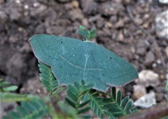 Traminda vividaria