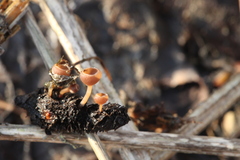 Ciboria amentacea