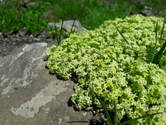 Galium megalospermum
