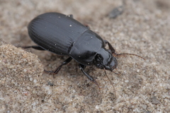 Harpalus serripes