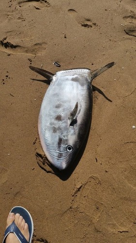Slender Sunfish