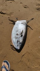 Ranzania laevis