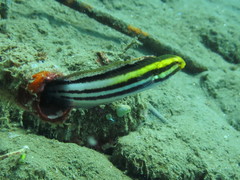 Petroscirtes breviceps