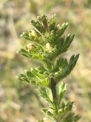 Euphrasia subarctica