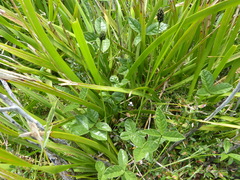 Cullen microcephalum