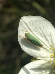 Draeculacephala crassicornis
