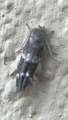 Mompha subbistrigella