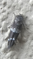 Mompha subbistrigella