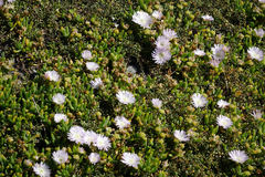 Disphyma australe australe