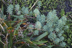 Euphorbia glauca