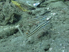 Valenciennea helsdingenii