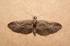 Eupithecia oxycedrata
