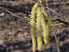Corylus avellana