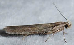 Filatima striatella
