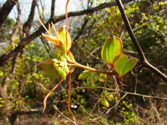 Smilax china