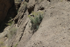 Euphorbia orientalis