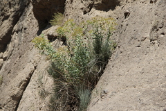 Euphorbia orientalis