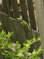 Anolis carolinensis