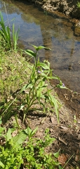 Tradescantia ernestiana