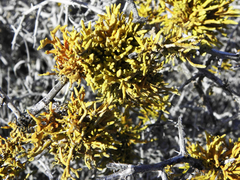 Dufourea flammea