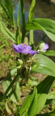 Tradescantia ernestiana