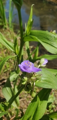 Tradescantia ernestiana