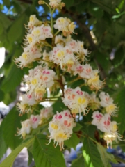 Aesculus hippocastanum