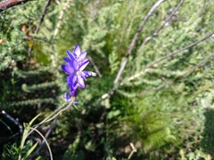 Geissorhiza aspera