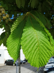 Aesculus hippocastanum