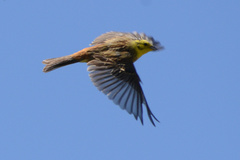 Emberiza citrinella caliginosa