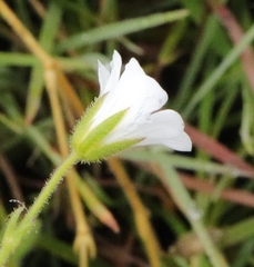 Cerastium arabidis